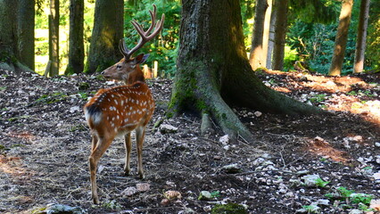 Sikahirsch im Naturpark Hohe Wand 