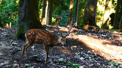 Sikahirsch im Wildpark © cagala