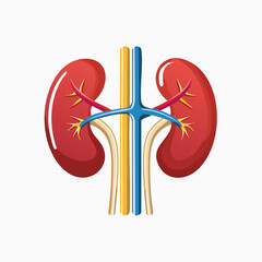 Simplified illustration of human kidneys, ureters, and blood vessels.