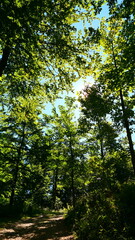 Fototapeta premium Baumkrone, sonnendurchflutet