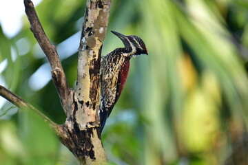 This striking Red-backed Flameback, a woodpecker endemic to Sri Lanka, displays a vibrant red back contrasting with speckled black and white underparts, a black eyestripe, and a pointed grey bill.