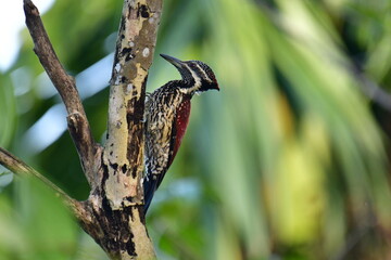 Obraz premium This striking Red-backed Flameback, a woodpecker endemic to Sri Lanka, displays a vibrant red back contrasting with speckled black and white underparts, a black eyestripe, and a pointed grey bill.