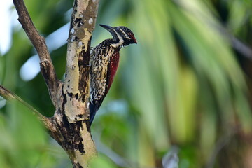This striking Red-backed Flameback, a woodpecker endemic to Sri Lanka, displays a vibrant red back contrasting with speckled black and white underparts, a black eyestripe, and a pointed grey bill.