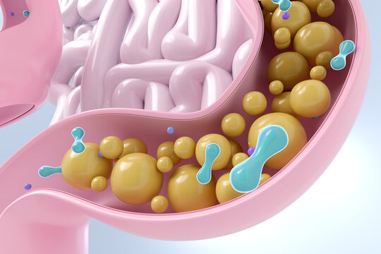 Probiotics and prebiotics in intestine for optimal digestive health and gut flora balance 3D render