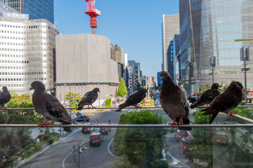 都会の鳩たち　東京駅で