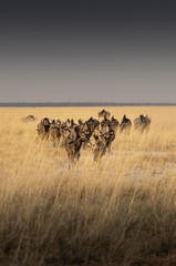 Fototapeta premium herd of wildebeest in etosha national Park Namibia 