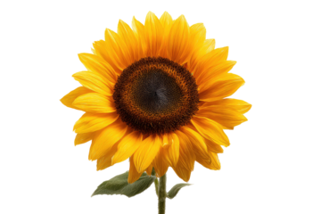 Close-up of a vibrant sunflower against a black background.  The sunflower displays a bright yellow blossom with a dark brown center.  Green leaves are visible at the base of the stem