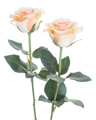Obraz premium Isolated Two light pink Roses