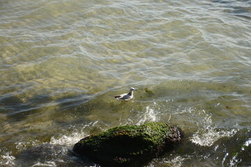 Seagull resting on seawater next to a mossy rock with algae, peaceful marine scene with natural details.