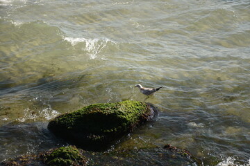 Seagull floating close to a rock covered with seaweed in the clear seawater, wild marine habitat.