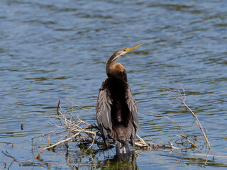  Australasian Darter or Snakebird (Anhinga novaehollandiae) perched on a submerged tree branch.