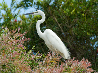 Great Egret (Ardea alba) perched on top of some bushes.