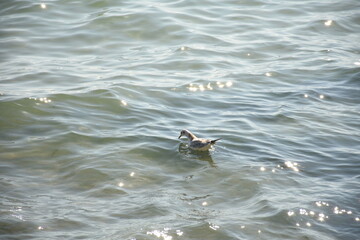 A seagull floating on the sea water with sunlight reflections, calm ocean scene, natural wildlife photography.