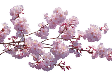 Pink cherry blossoms on branches