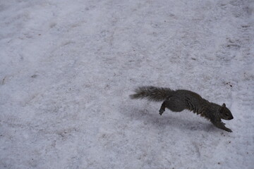 Squirrel on a winter day in a park