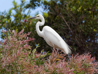 Great Egret (Ardea alba) perched on top of some bushes.