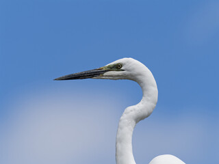 Great Egret (Ardea alba) close up of head above the clouds with a blue-sky background.