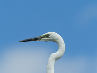 Great Egret (Ardea alba) close up of head above the clouds with a blue-sky background.