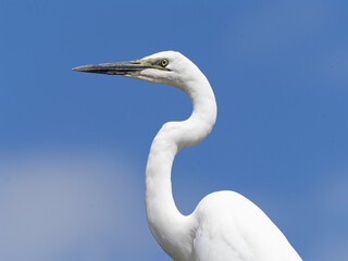 Great Egret (Ardea alba) close up of head above the clouds with a blue-sky background.