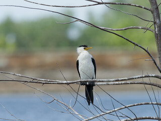 Little-pied Cormorant (Microcarbo melanoleucos ) perched in a tree with water in background.