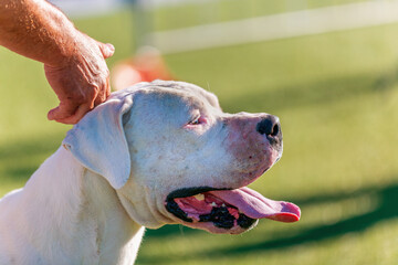 Dogo Argentino ritratto di profilo