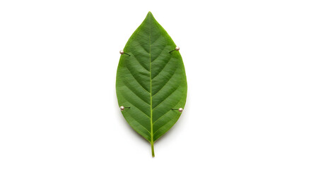 Green Leaf Close-Up with Pins on White Background