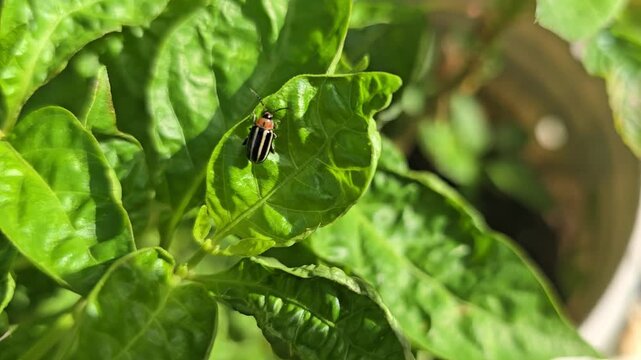 A black and brown bug sits on a bright green pepper tree leaf.  