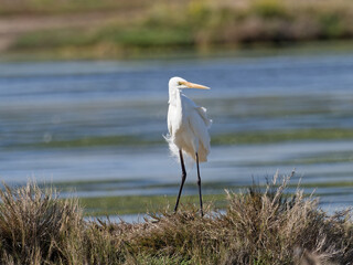Great Egret (Ardea alba)standing on a grass shoreline with water in background