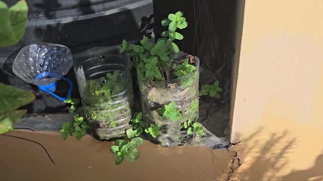 Some mint herb grows in the shade in plastic bottles that are being reused for gardening. 