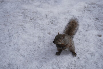 Obraz premium Squirrel on a winter day in a park