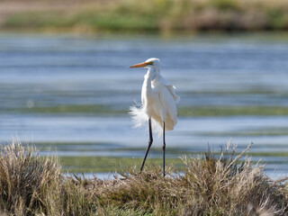 Great Egret (Ardea alba)standing on a grass shoreline with water in background