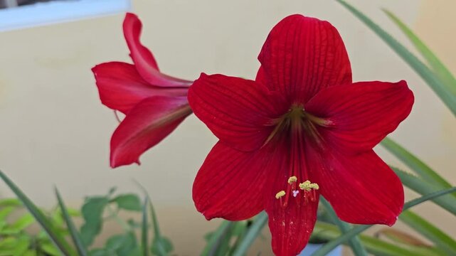 A red lily (Amaryllis) is in spectacular bloom. The bright red flower makes a fantastic macro shot. 