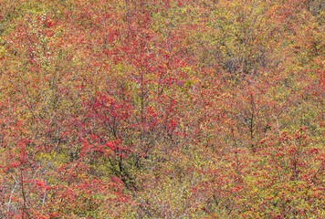 Many Crataegus monogyna shrubs with red fruits