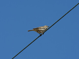 Rufous Songlark (Cincloramphus mathewsi) perched on power cable with clear blue-sky background.