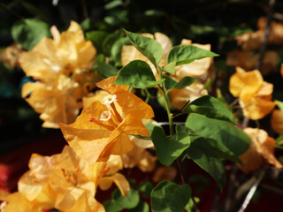Obraz premium The yellow paper flower, or bougainvillea, with the scientific name bougainvillia spectabilis, is a popular ornamental plant. Its beauty stems from its bright, eye-catching petals.
