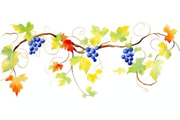 Vine grapes plant leaf.