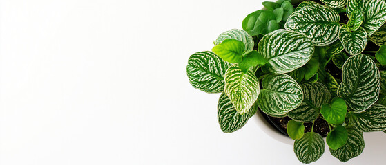 AI generator images of Top view plant leaves on white desk background, House plant : Fittonia albivenis (nerve plant) from above grows in the flower pot. It is another plant that is very popular 