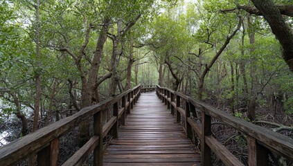 Wooden boardwalk through a lush mangrove forest