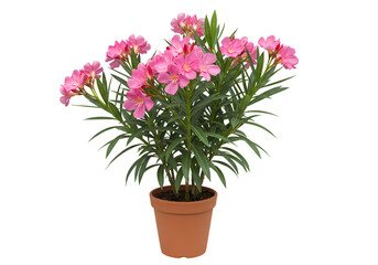 Pink Dianthus Flower in Terracotta Pot: Vibrant Blooms on white background
