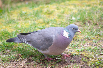 pigeon marchant sur l'herbe