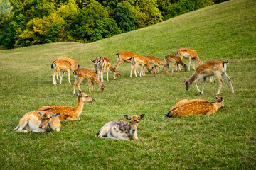 a herd of young deer in their natural habitat freely grazing and resting on a green meadow. aesthetic portrait of
