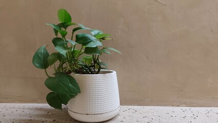 plant in a pot
