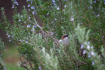 moineau domestique dans un buisson