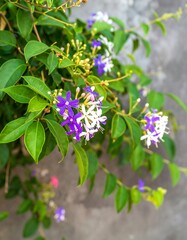 Vibrant purple and white flowers cascading down a gray wall