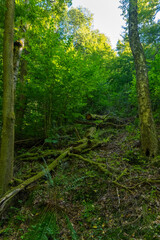 Serene forest landscape with fallen logs and lush greenery during daylight hours