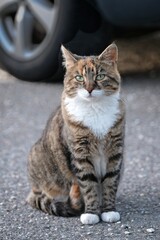 Young street Cat on the backyard looking curious at camera. Vertical image with selective focus.	