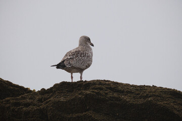 Möwe