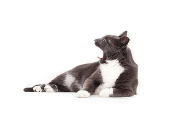 Relaxed cat yawning while lying on white background. Full body of gray tuxedo cat with mouth wide open, visible canines and tongue sticking out. Selective focus. Isolated on white.