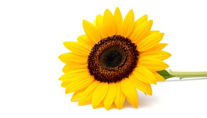 Bright yellow sunflower bloom