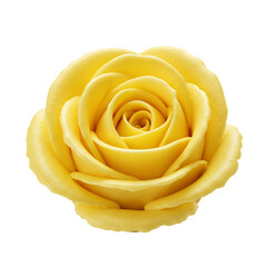 黄色のバラ　柔らかな光で輝く花びら